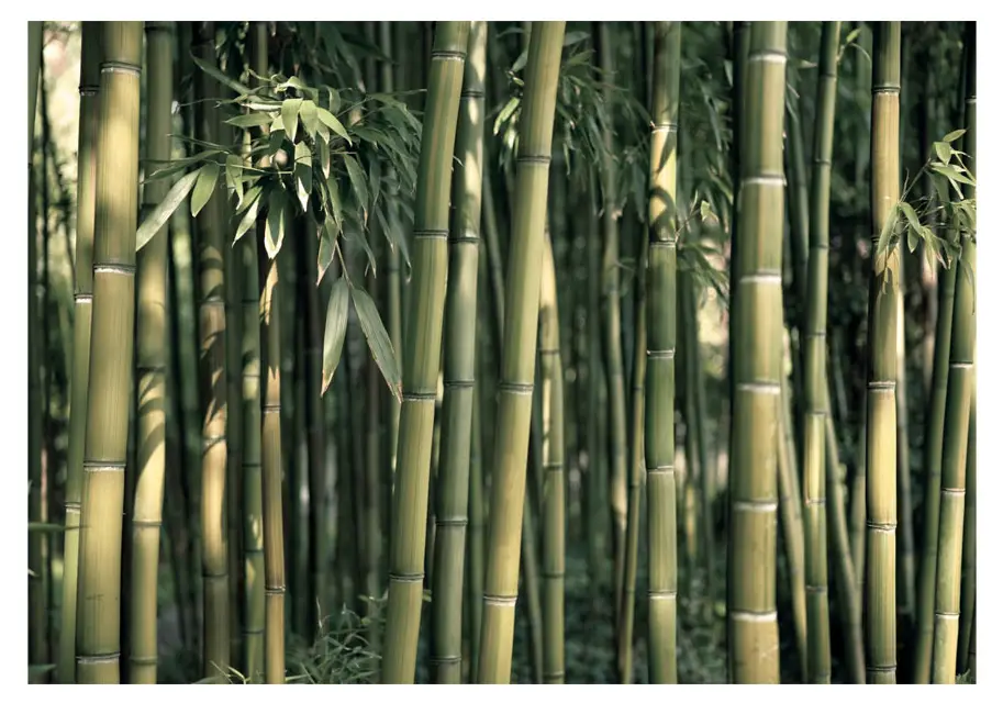 Bamboo Fototapete Exotic