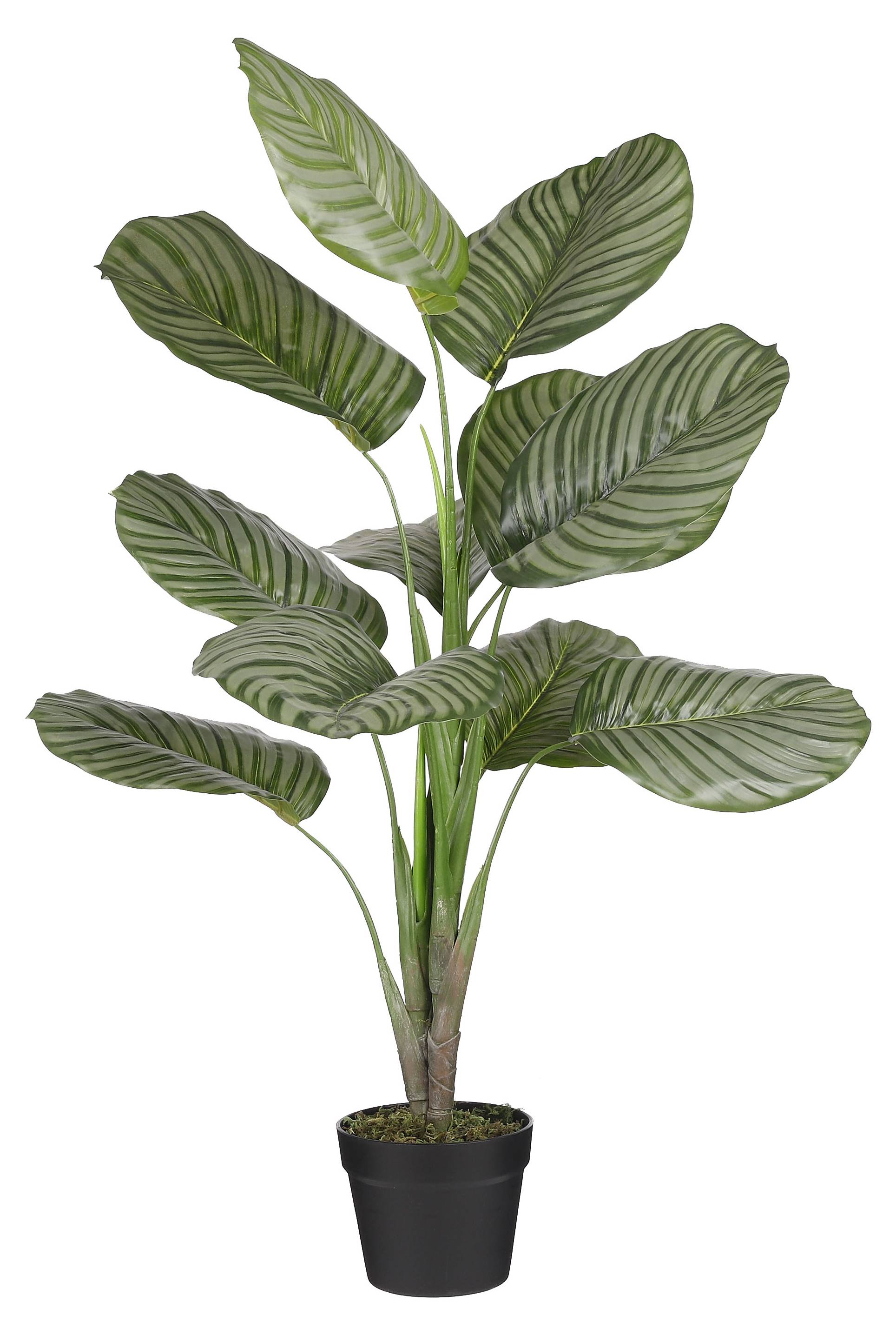 Kunstpflanze Calathea home24 Orbifolia | kaufen