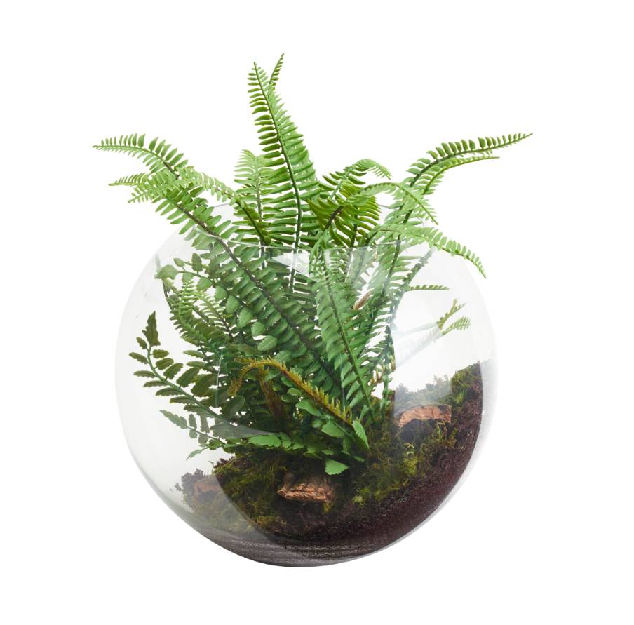 Terrarium Mit Farn kaufen home24