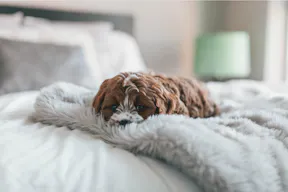 Hundewelpe auf einem Bett