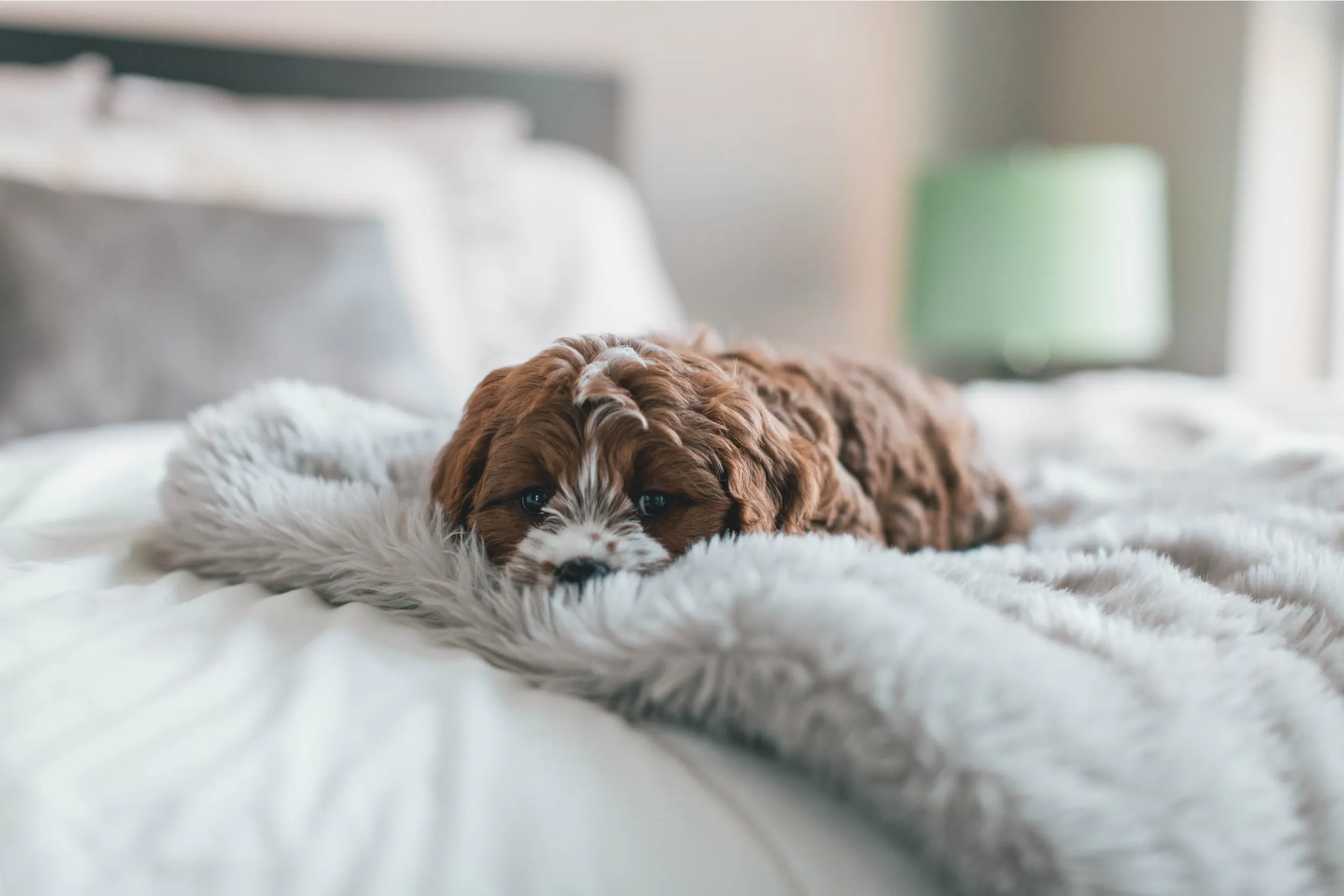 Hundewelpe auf einem Bett