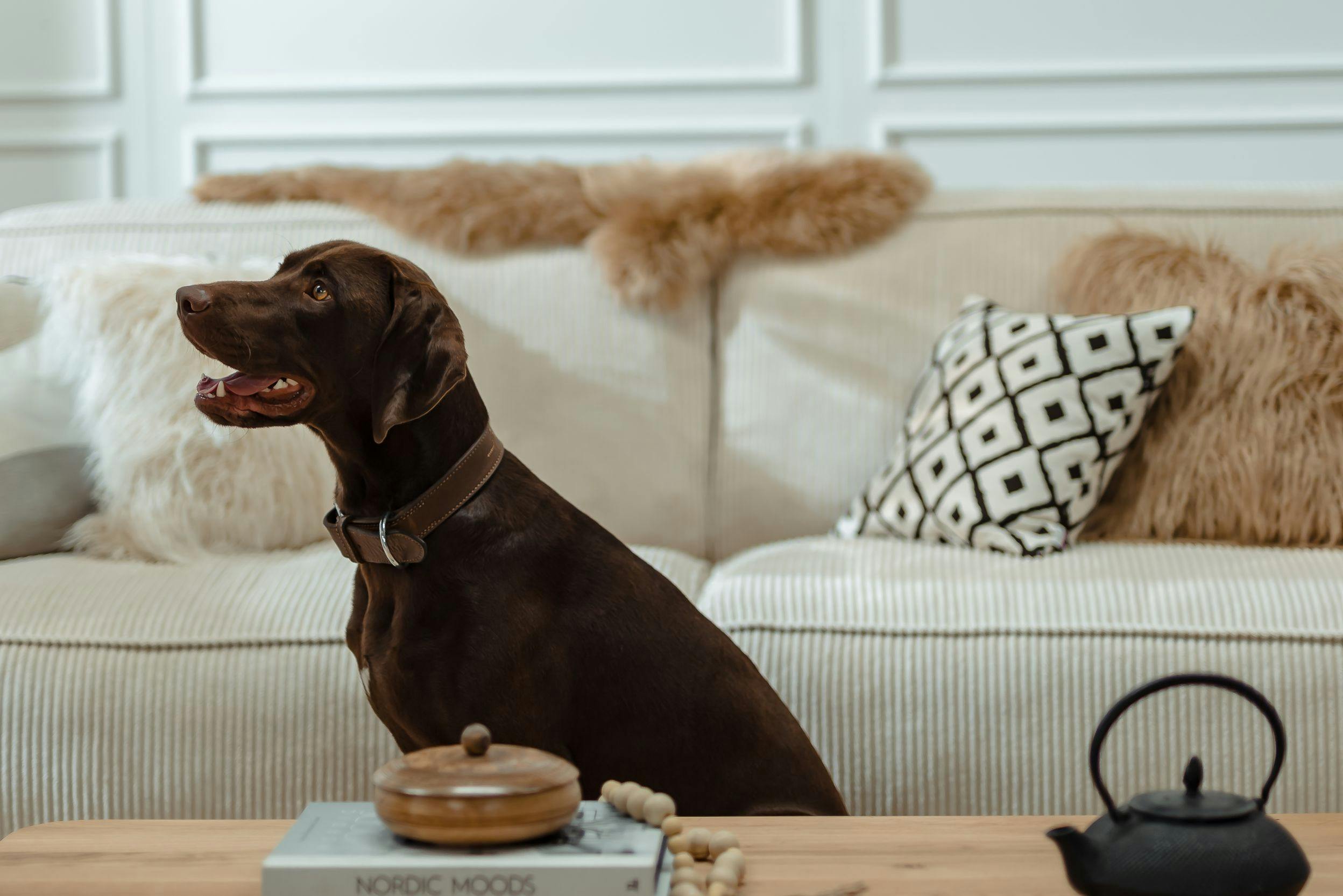 Großer Hund vor einer hellen Cordcouch