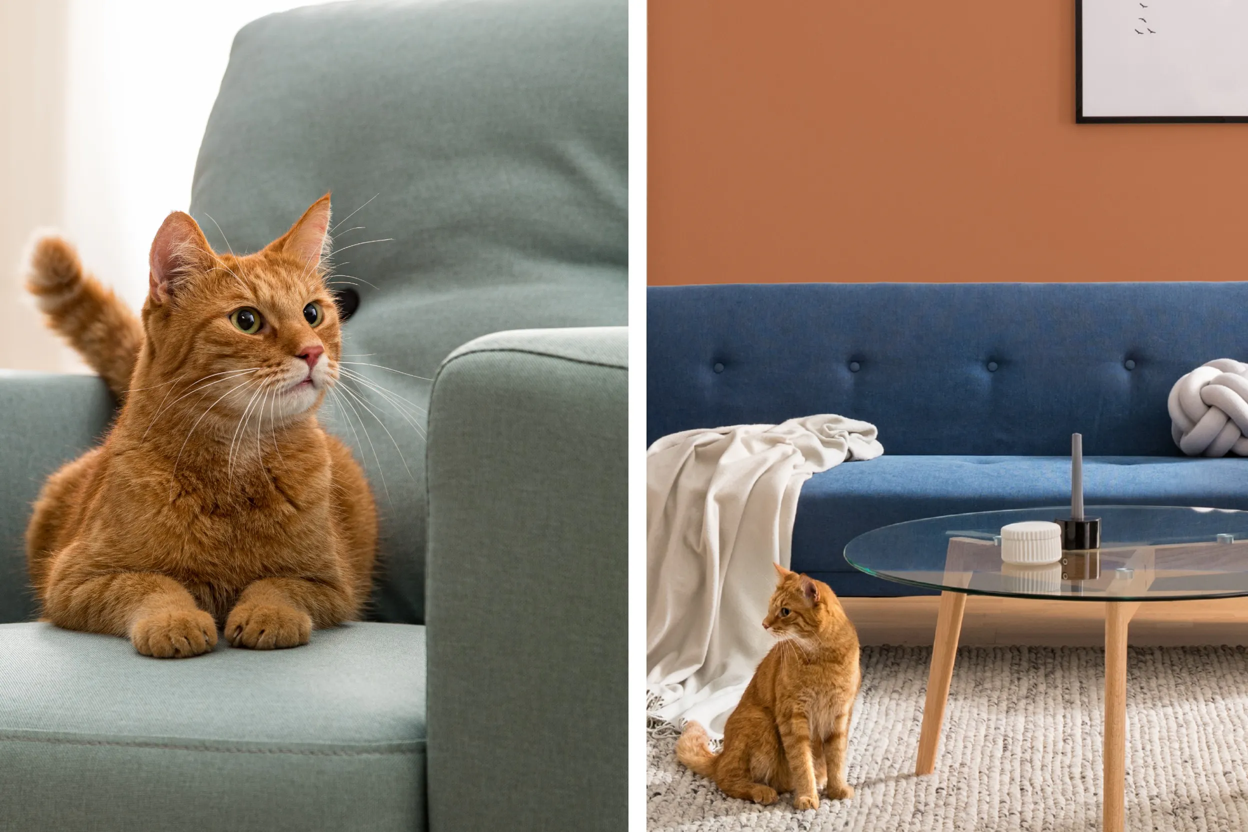 Katze auf Sofa liegend und Katze vor Sofa auf dem Boden sitzend