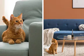 Katze auf Sofa liegend und Katze vor Sofa auf dem Boden sitzend