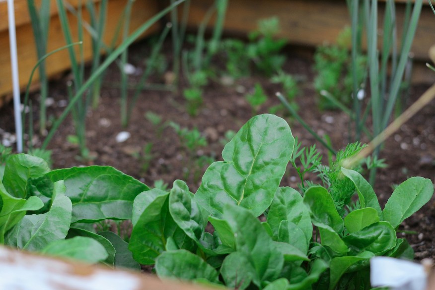 Hochbeet anlegen: Hochbeet mit grünen Pflanzen, wie Spinat, Salat und Kräuter 