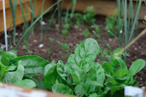 Hochbeet anlegen: Hochbeet mit grünen Pflanzen, wie Spinat, Salat und Kräuter