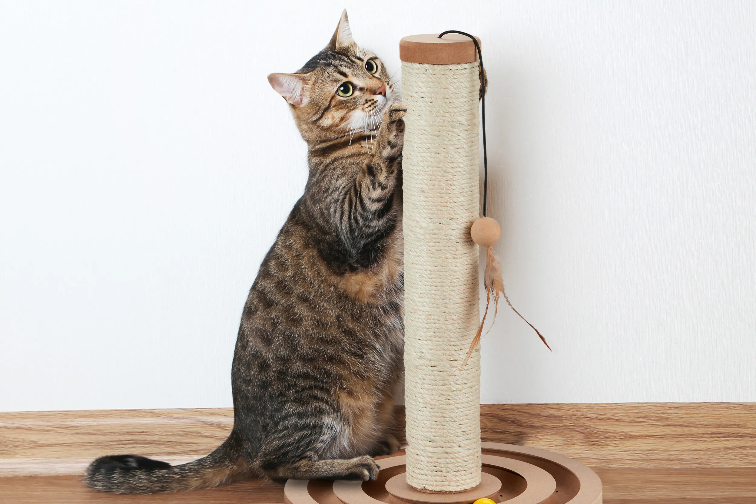 Katze kratzt an einer Kratzsäule mit Spielzeug