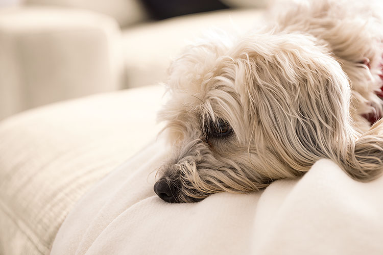 Hund mit hellem Fell, der seinen Kopf entspannt auf einer Sofadecke ablegt