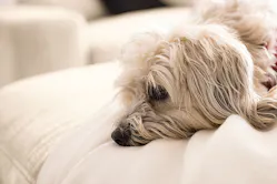 Hund mit hellem Fell, der seinen Kopf entspannt auf einer Sofadecke ablegt