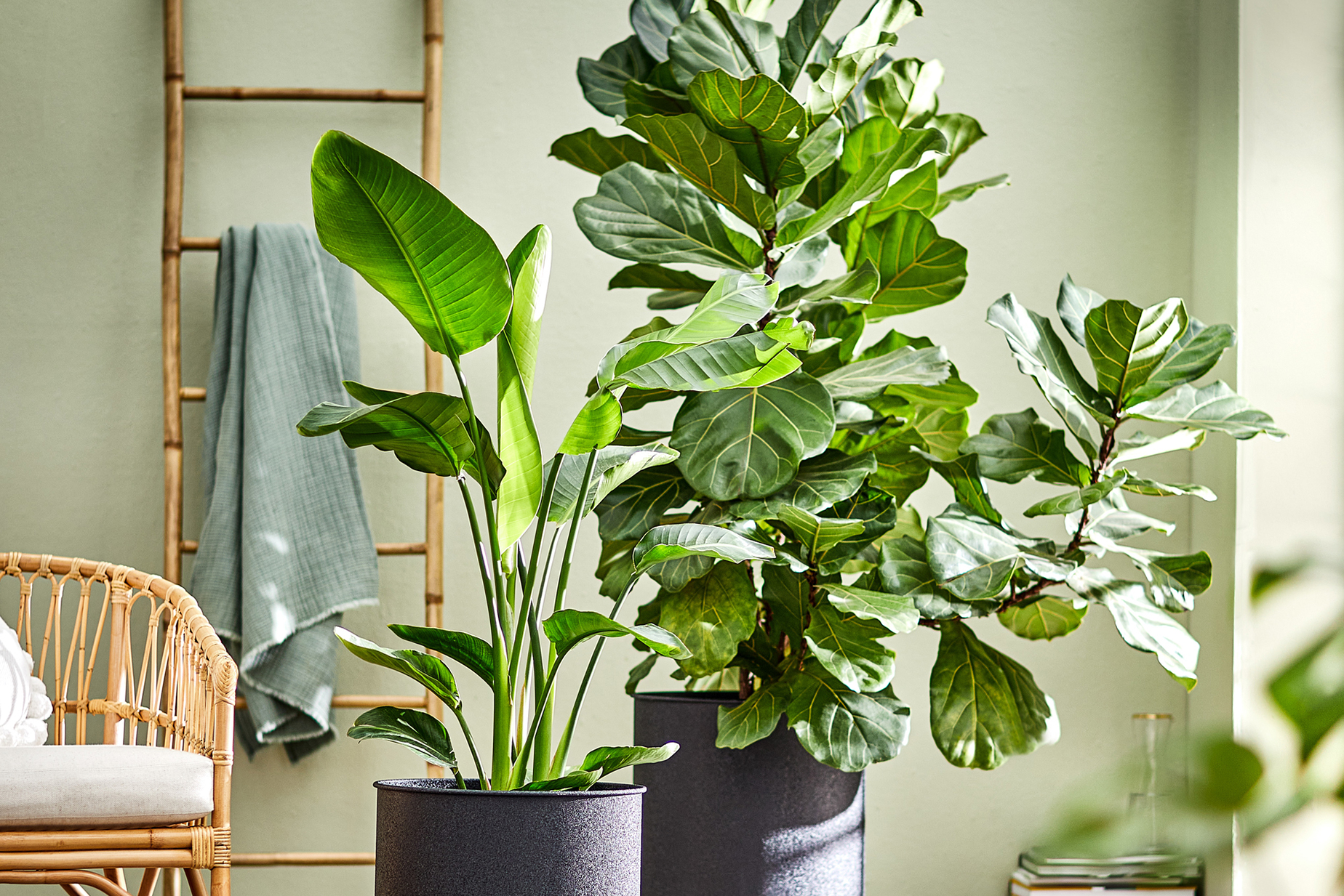 Une banquette en rotin avec des coussins blancs, des plantes vertes dans des pots noirs et des textiles verts.