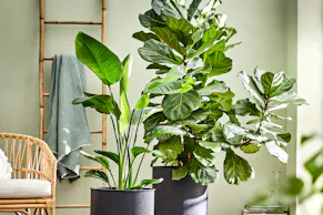 Une banquette en rotin avec des coussins blancs, des plantes vertes dans des pots noirs et des textiles verts.