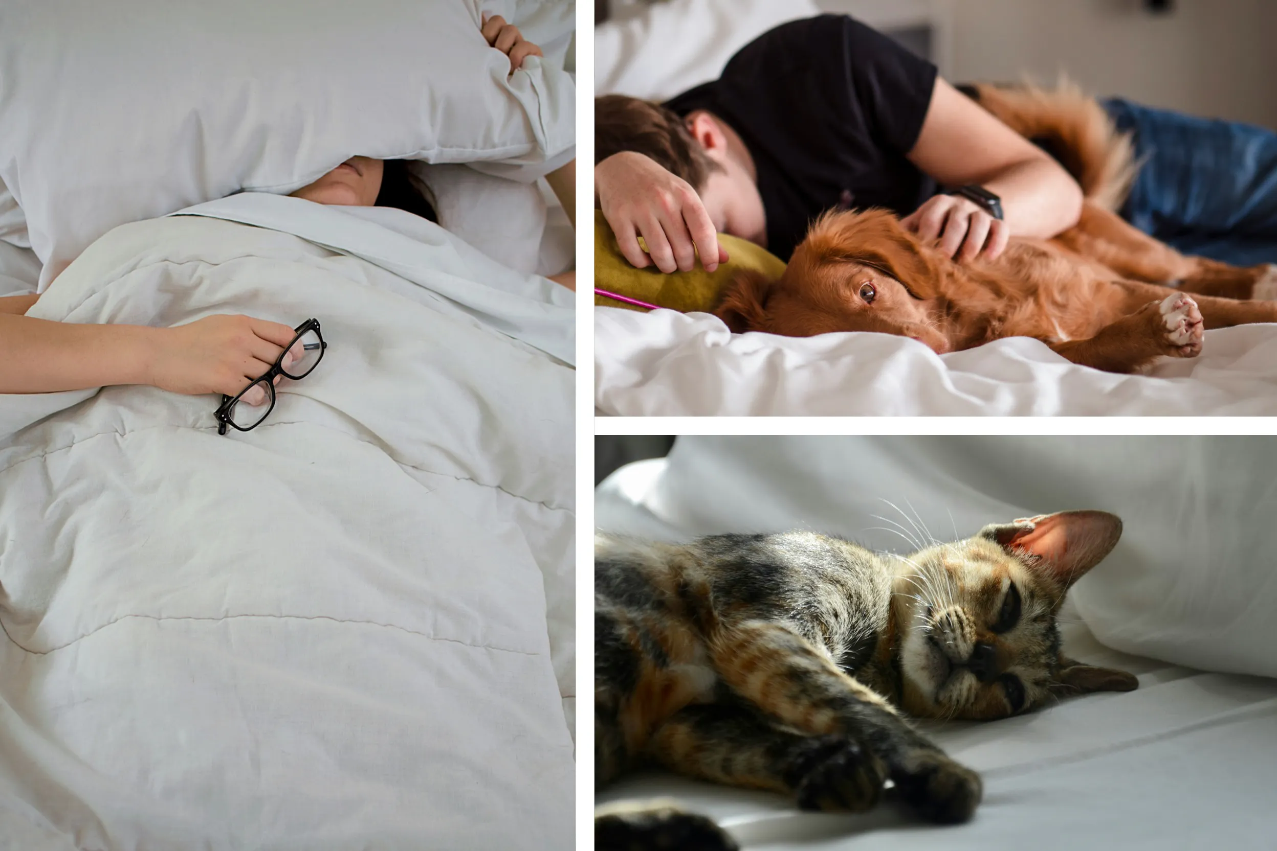 Eine Rückenschläferin (links), ein Seitenschläfer mit einem Hund (r. oben) und eine Katze, die auf der Seite auf der Matratze schläft (r. unten). Die Schlafposition trägt zur Wahl des Matratzenhärtegrads bei.